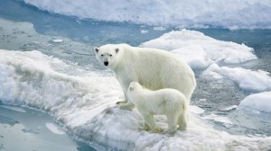 Mom Polar Bear Alongside Cub Wallpaper