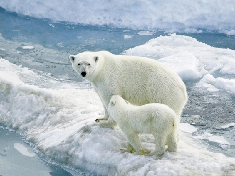 Mom Polar Bear Alongside Cub Wallpaper