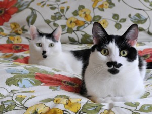 Mustache Cats Wallpaper