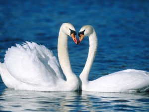 Mute Swans Affectionate Wallpaper