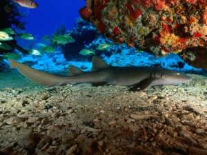 Nurse Shark Virgin Islands Wallpaper