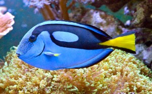 Powder Blue Tang Wallpaper-AKA Surgeonfish