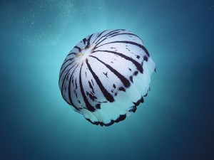 Purple Striped Jellyfish Monterey Bay CA Wallpaper