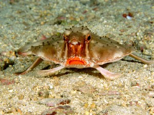 Red Lipped Batfish Costa Rica Wallpaper