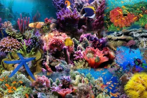 Red Sea Coral Reef Fish Wallpaper