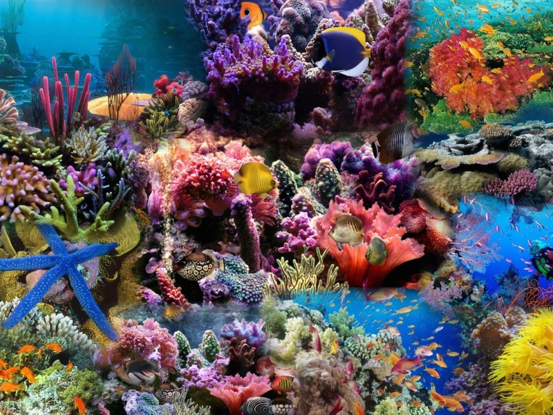 Red Sea Coral Reef Fish Wallpaper