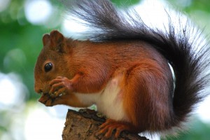 Red Squirrel Great Britain Wallpaper