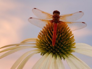 Red Veined Darter Dragonfly Wallpaper