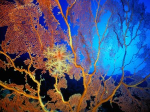 Sea Fan Colony Wallpaper