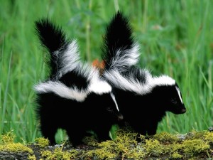 Skunk Babies Wallpaper