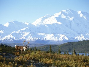 Snow Capped Mountain Alaska Wallpaper