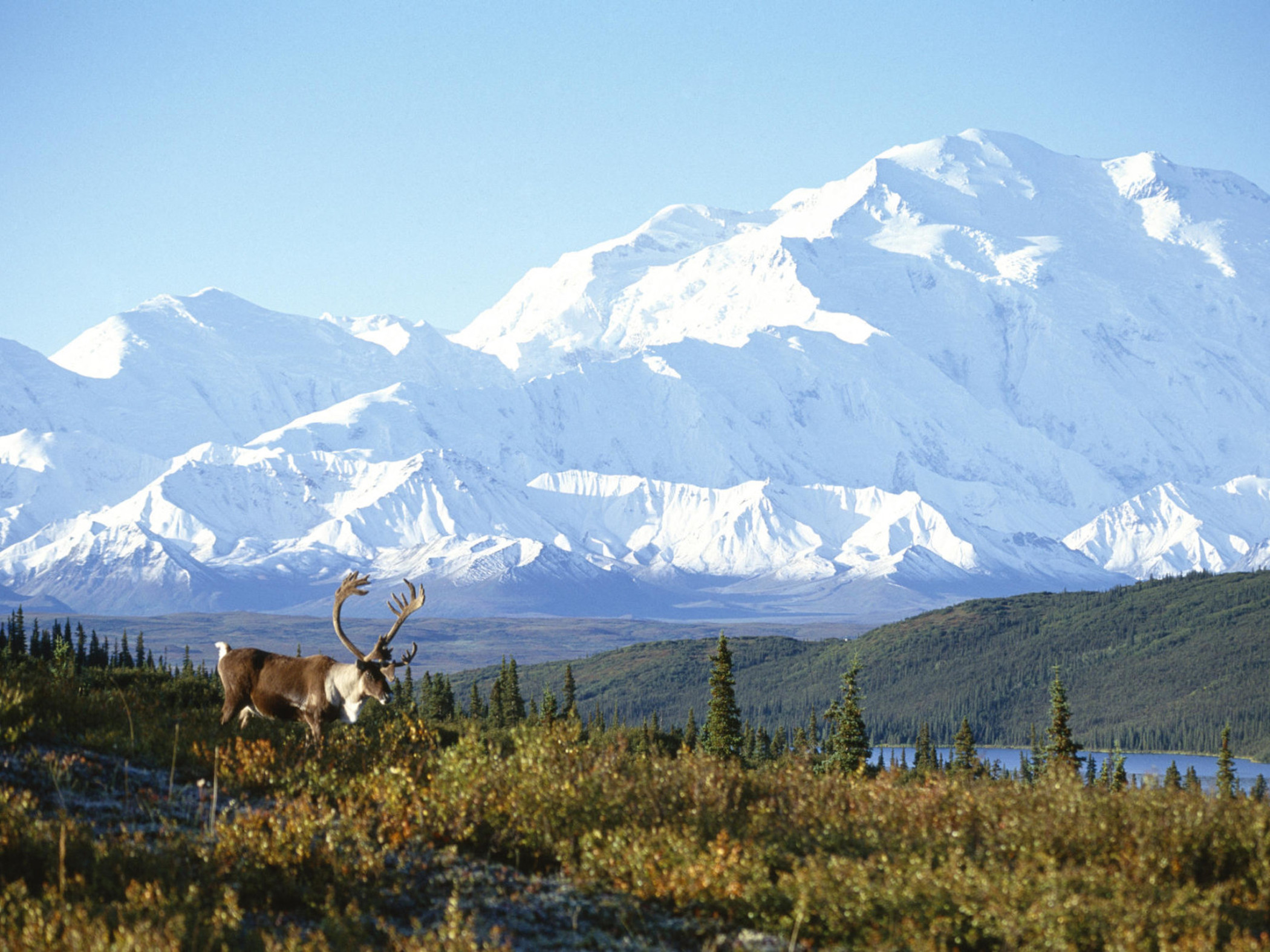 Аляска 5. Национальный парк Денали. Национальный парк Денали Аляска. Парк Денали США. Национальный парк Денали Аляска Дикая природа.