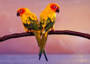 Sun Conure Parakeets Wallpaper