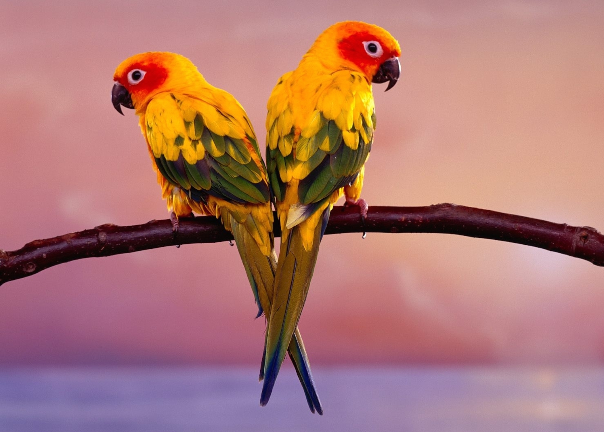 Sun Conure Parakeets Wallpaper Free HD Bird Downloads