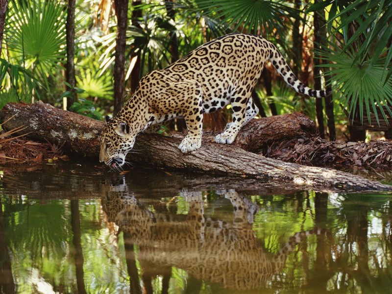 Thirsty Jaguar Wallpaper