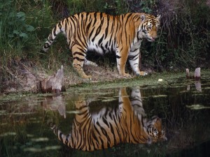 Thirsty Tiger Wallpaper