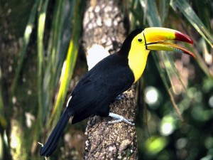 Toco Toucan South America Tropical Forest Wallpaper