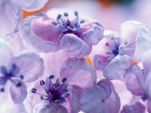 Violet Lilac Flowers Wallpaper