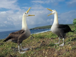 Waved Albatross AKA Galapagos Wallpaper
