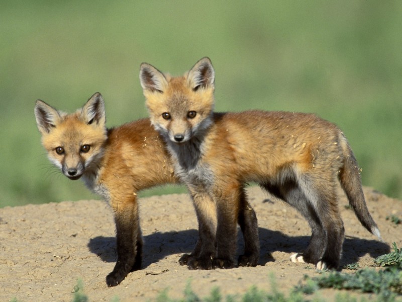 Wild Fox Cubs Wallpaper