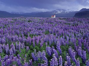 Wild Lupine Flower Landscape Wallpaper