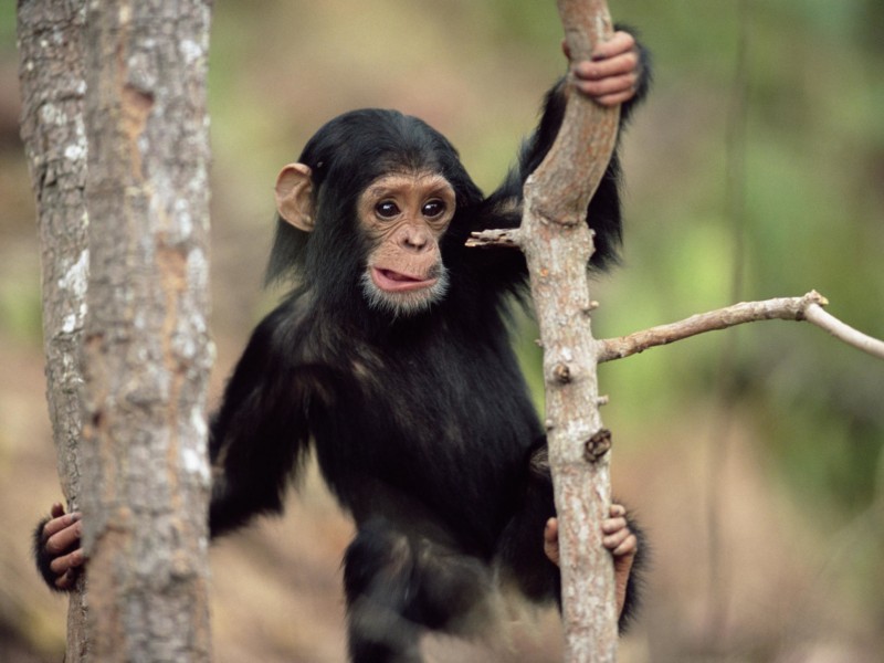 Young Chimpanzee Climbing Wallpaper