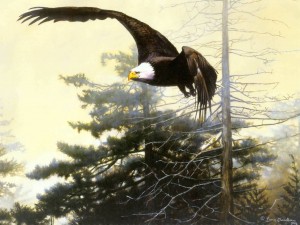 Bald Eagle Painting Wallpaper