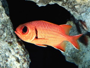 Blackbar Soldierfish Wallpaper