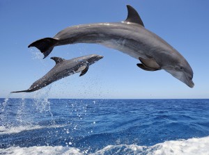 Bottlenose Dolphins Jumping Wallpaper