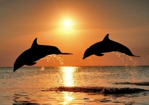 Bottlenose Dolphins Sunset Wallpaper