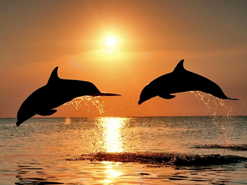 Bottlenose Dolphins Sunset Wallpaper