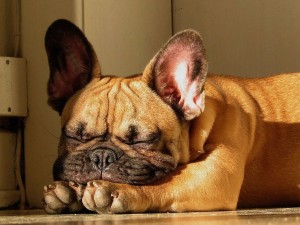 Cute Wrinkly Dog Wallpaper