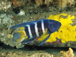 Eastern Blue Devil Fish Wallpaper