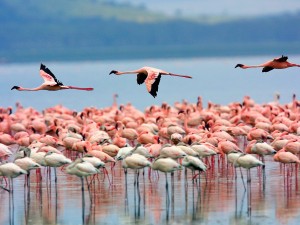 Flamingos-Lake Nakuru National Park-Kenya Wallpaper
