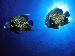 French Angelfish Mates Wallpaper