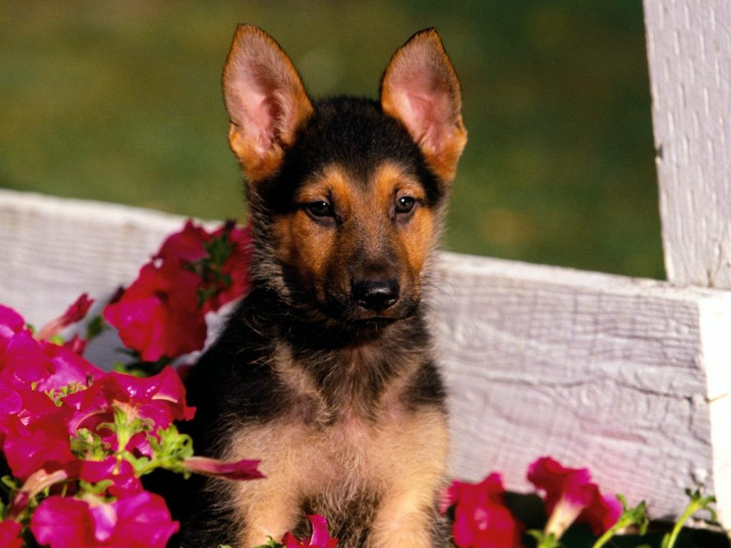 German Shepherd Puppy Wallpaper-Free HD Downloads
