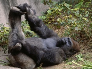 Gorilla Relaxing Wallpaper