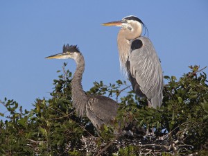 Great Blue Herons-Venice Florida Wallpaper