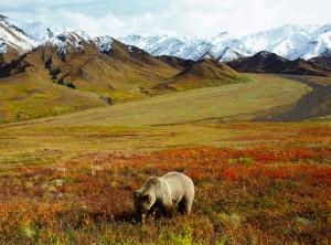 Grizzly Bear Foraging Alaska Wallpaper