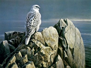 Gyrfalcon Painting Wallpaper