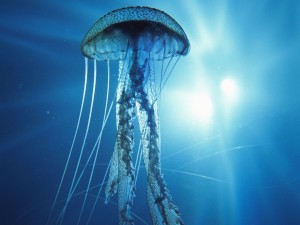 Jellyfish Floating Wallpaper