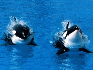 Killer Whale AKA Orca Wallpaper