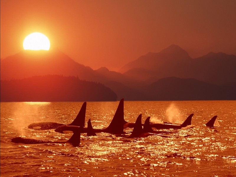 Killer Whales Ocean Sunset Wallpaper