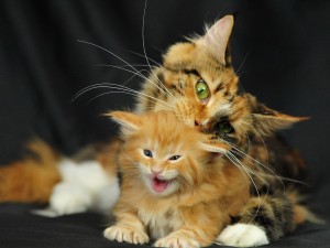 Maine Coon Kitten-Mom Wallpaper