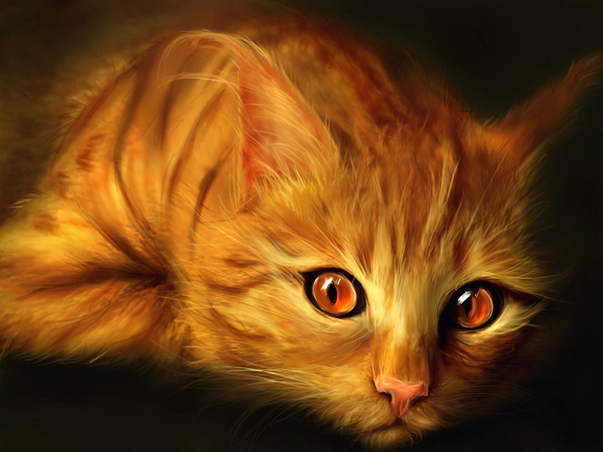 Ginger cat 1080P 2K 4K 5K HD wallpapers free download  Wallpaper Flare