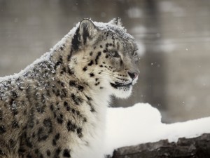 Rare Snow Leopard Wallpaper