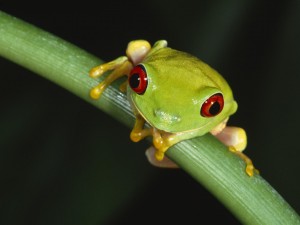 Red Eyed Tree Frog Wallpaper