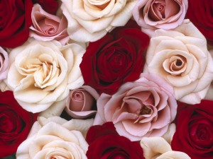 Romantic Roses Wallpaper