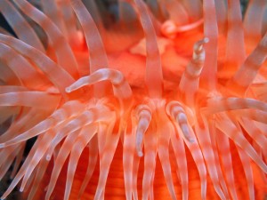 Sea Anemone Tentacles Wallpaper
