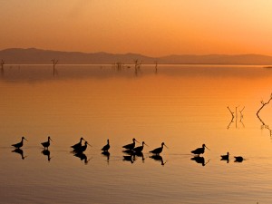 Wading Birds Enjoying Sunset Wallpaper